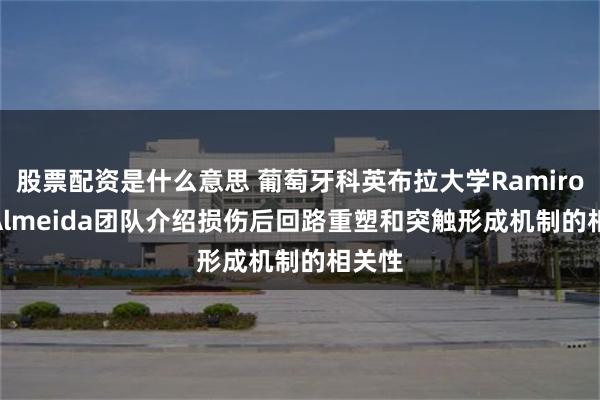 股票配资是什么意思 葡萄牙科英布拉大学Ramiro de Almeida团队介绍损伤后回路重塑和突触形成机制的相关性