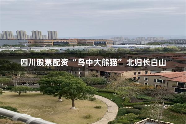 四川股票配资 “鸟中大熊猫” 北归长白山